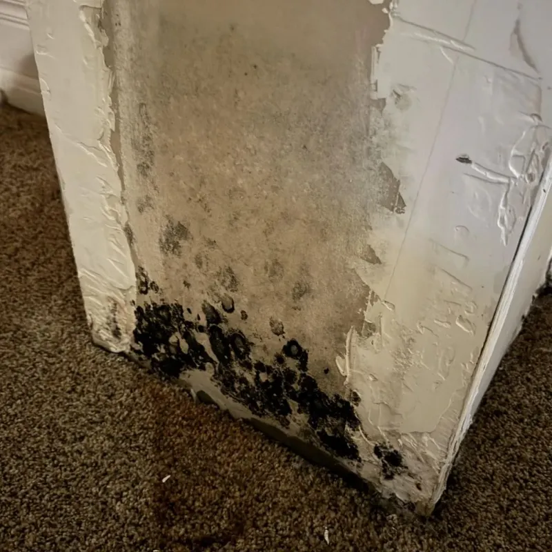 Professional Mold Removal in Redwood, TX
